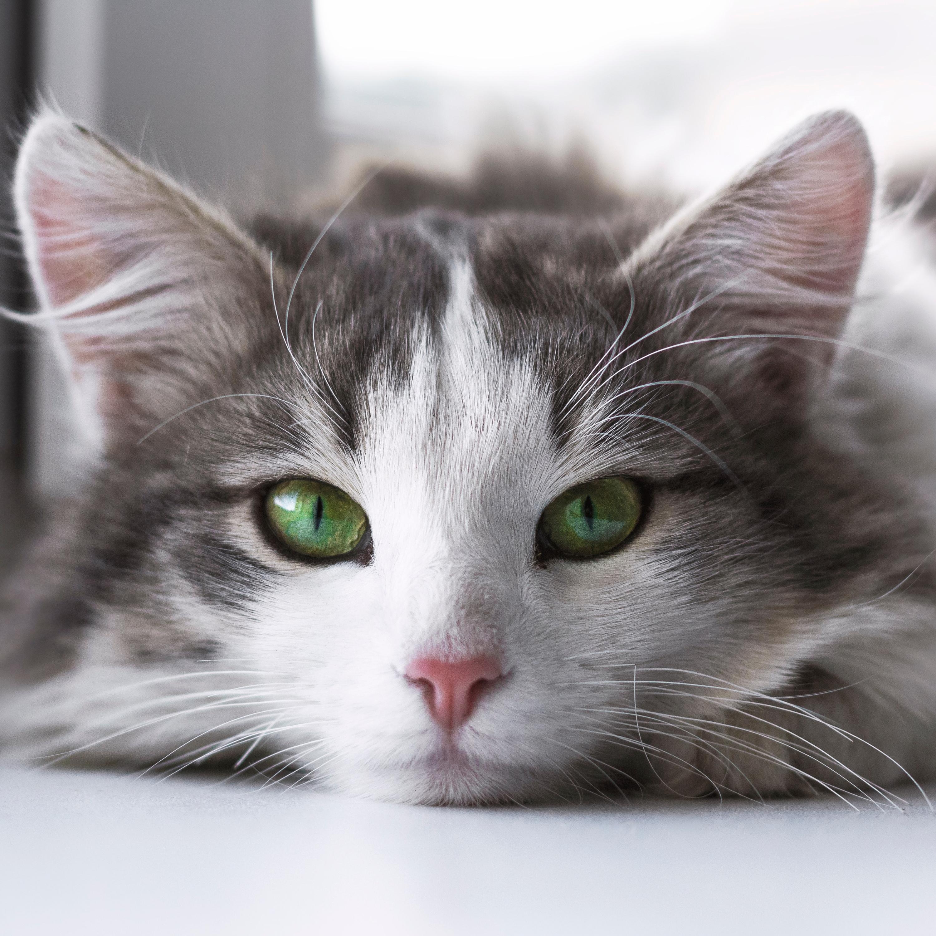 CatsCast 23 Preview: The Best Way to Procure Breakfast