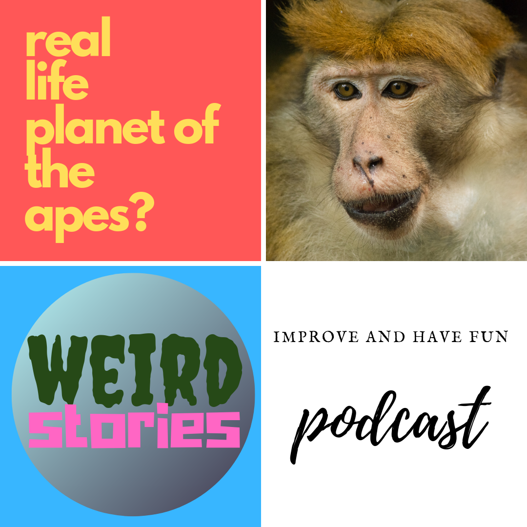 Real Life Planet of the Apes?   Weird Stories.
