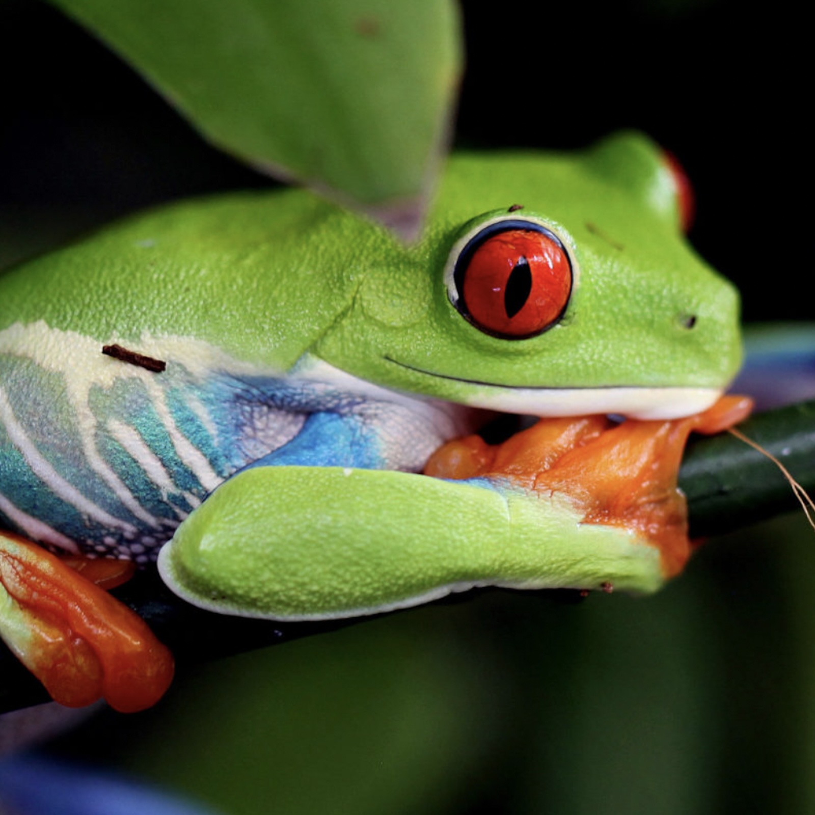 Mongabay Newscast