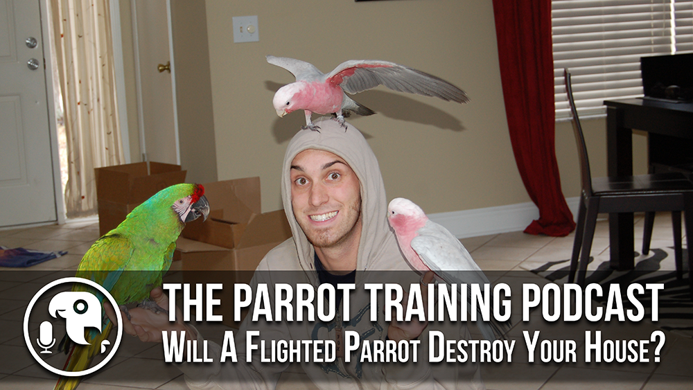 Will A Flighted Parrot Destroy Your House? | Parrot Training Podcast Ep. 13