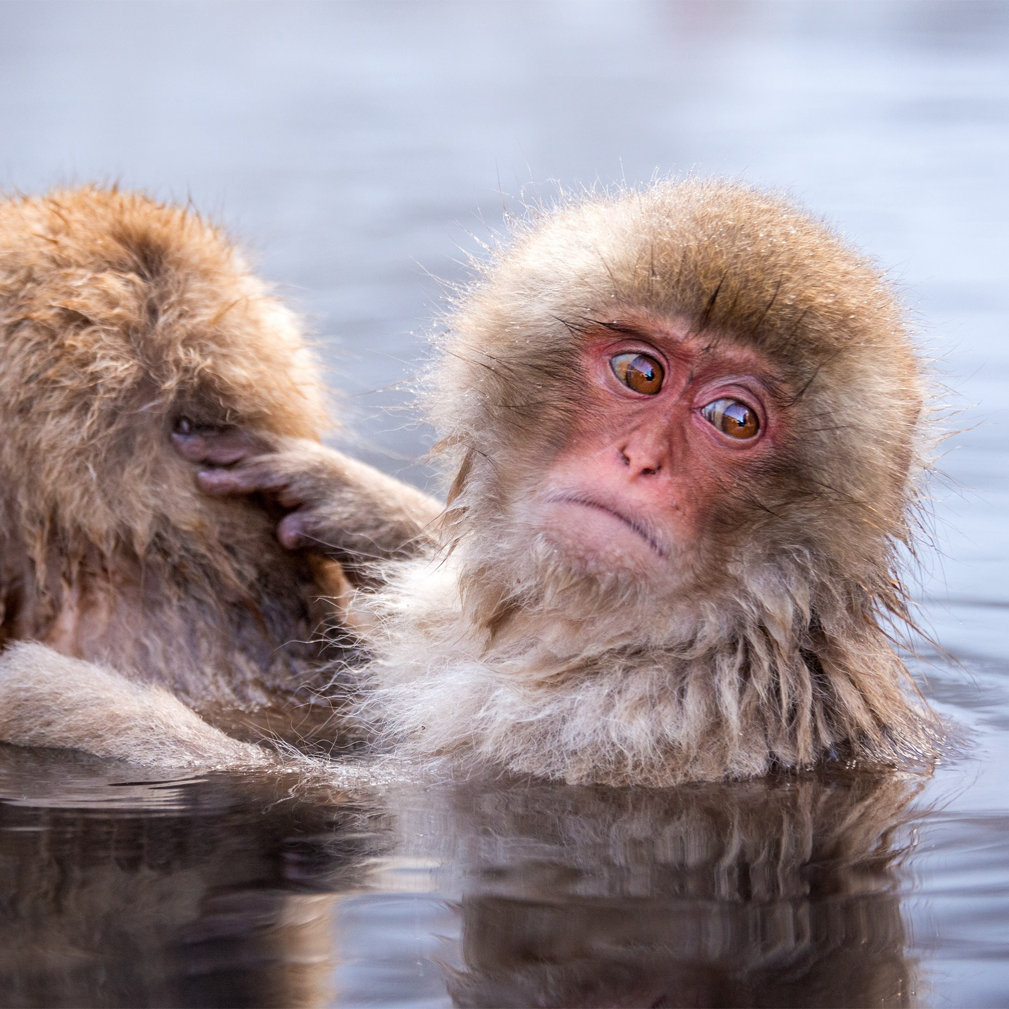 Another All-Wet Theory of Evolution