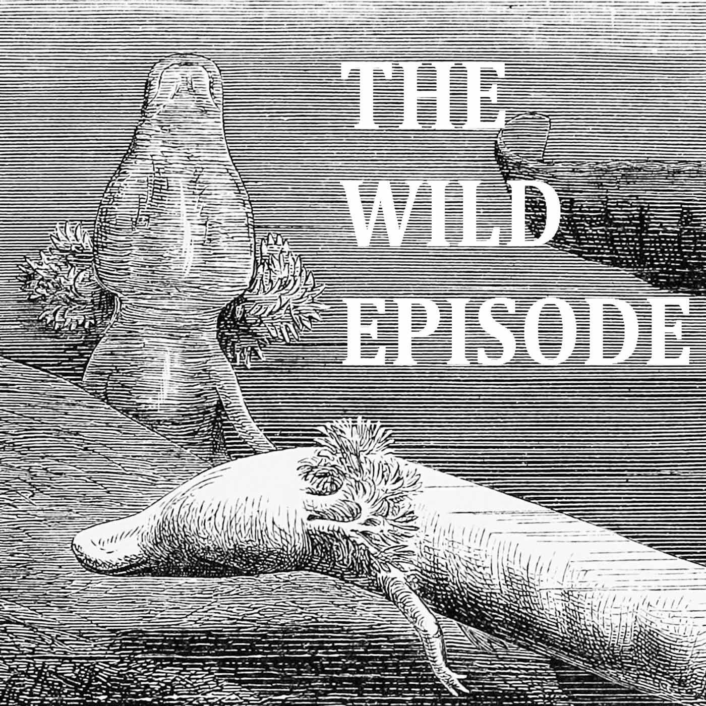 The Wild Episode