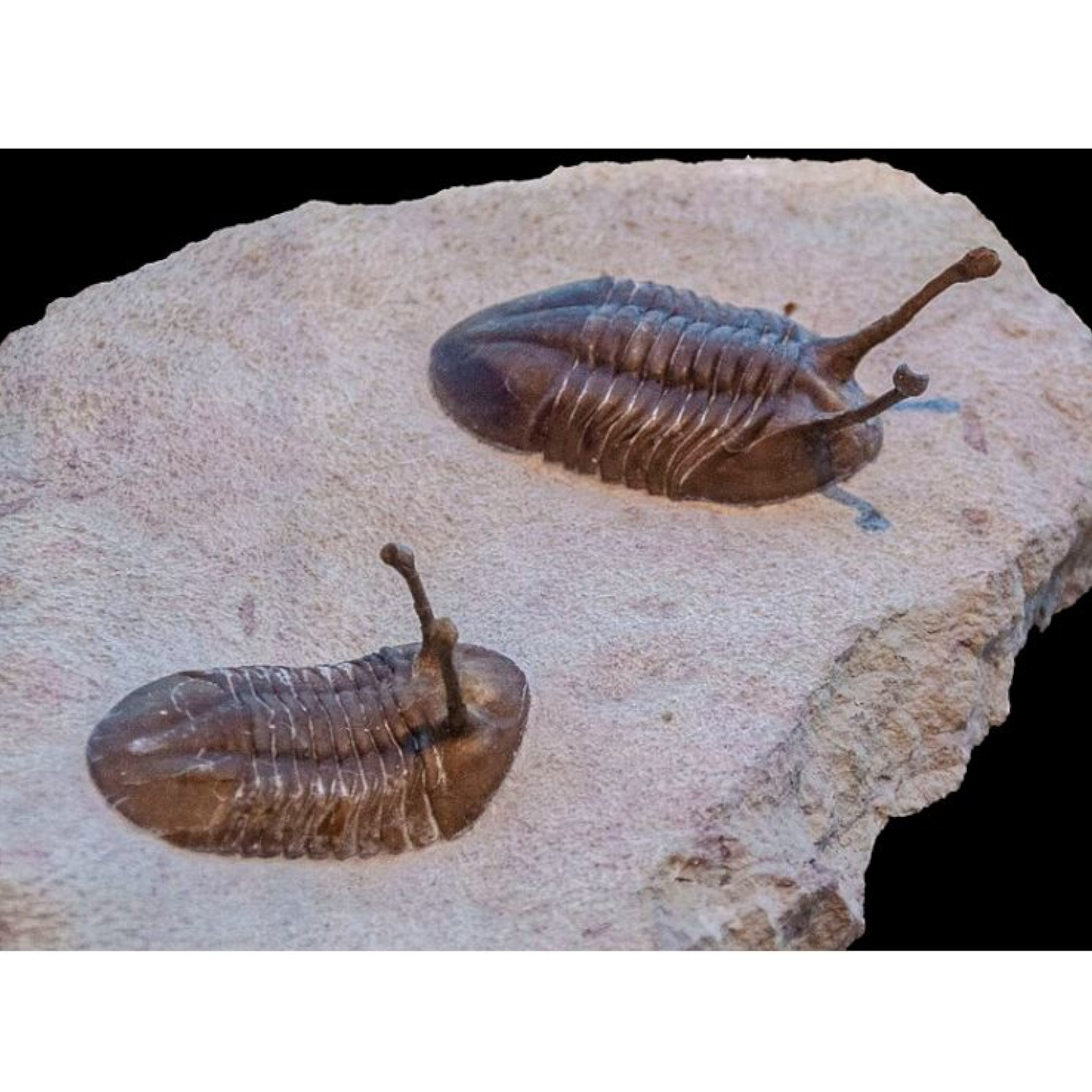 The Fossils Show Creation