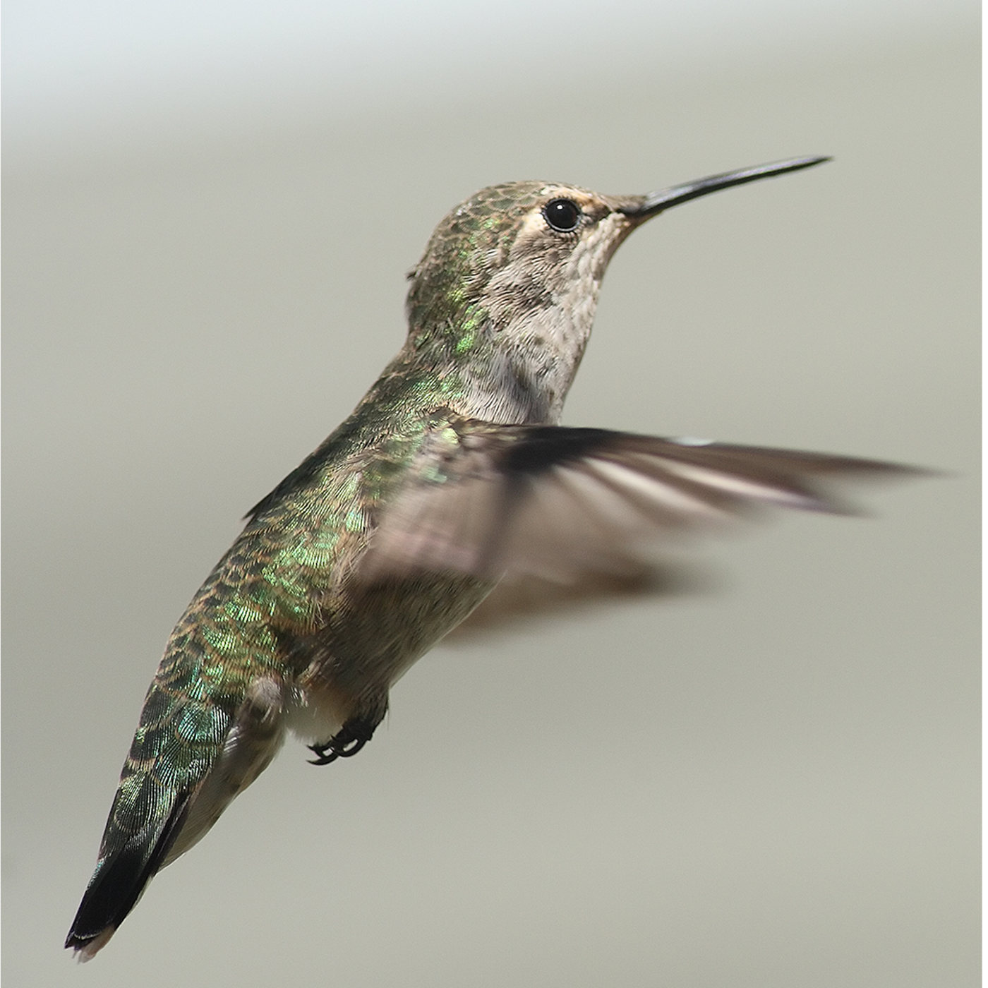 Remarkable Hummingbirds