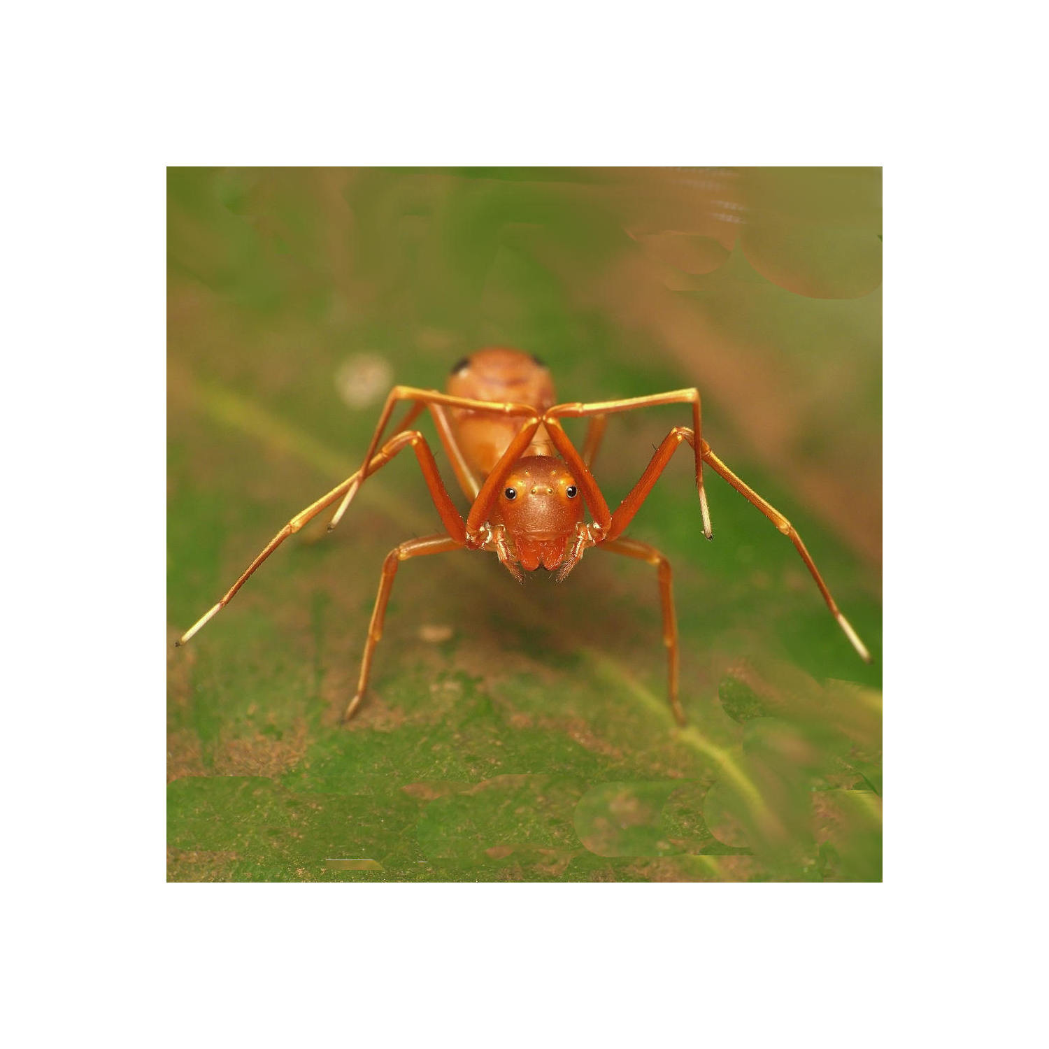 The Ant Imposter