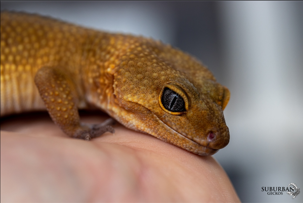 Round Table Discussion I: Leopard Gecko Breeding and Photography