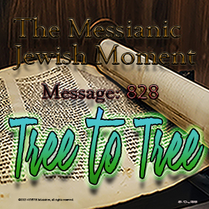 Tree to Tree Tree to Tree