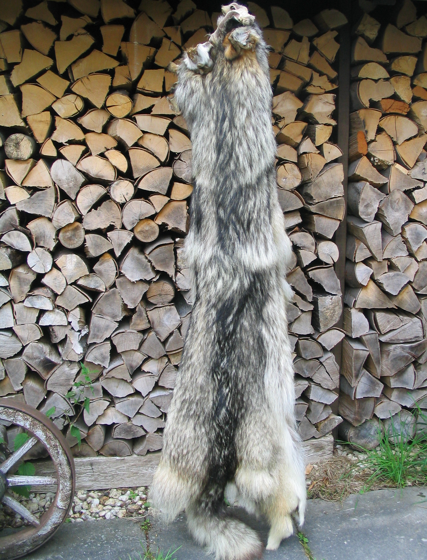 The She-Wolf