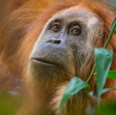 Mongabay Explores