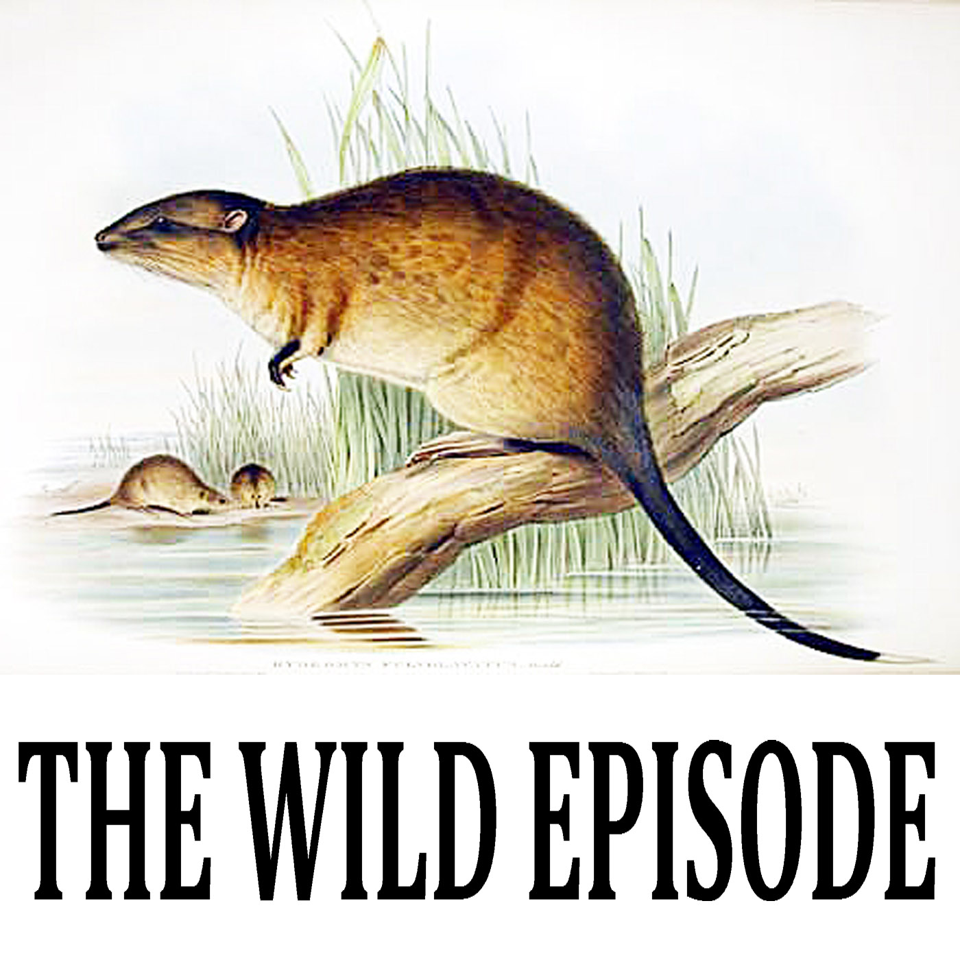 The Wild Episode