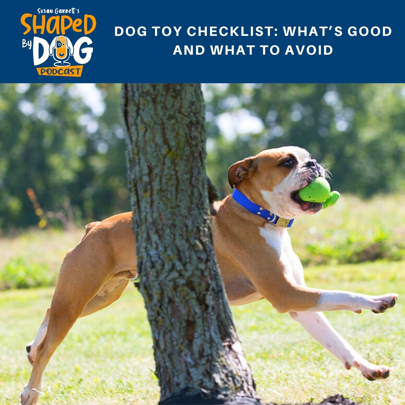 Dog Toy Checklist: What's Good and What to Avoid #54