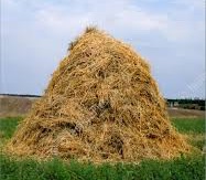 Podcast #497: Does my patient with CP have ACS?