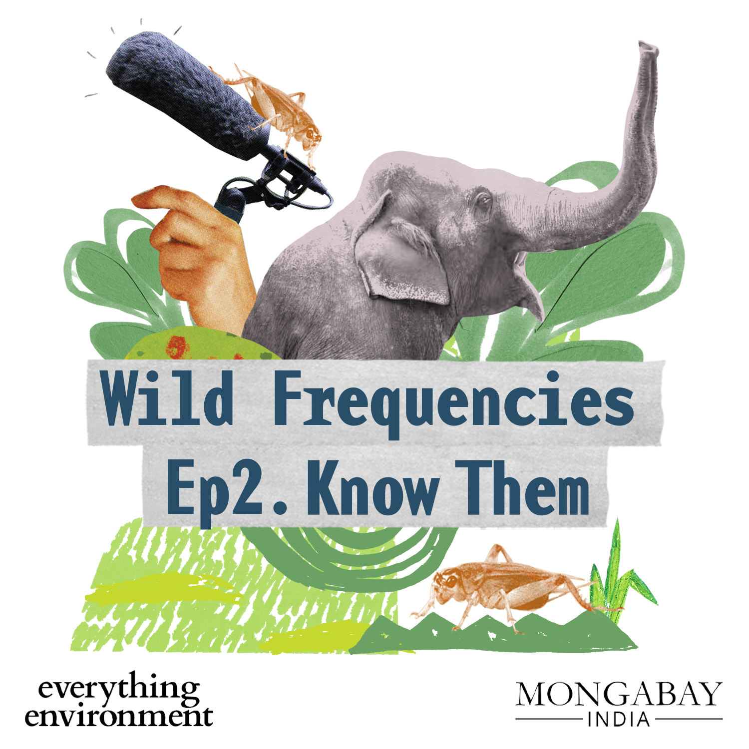 Everything Environment by Mongabay India