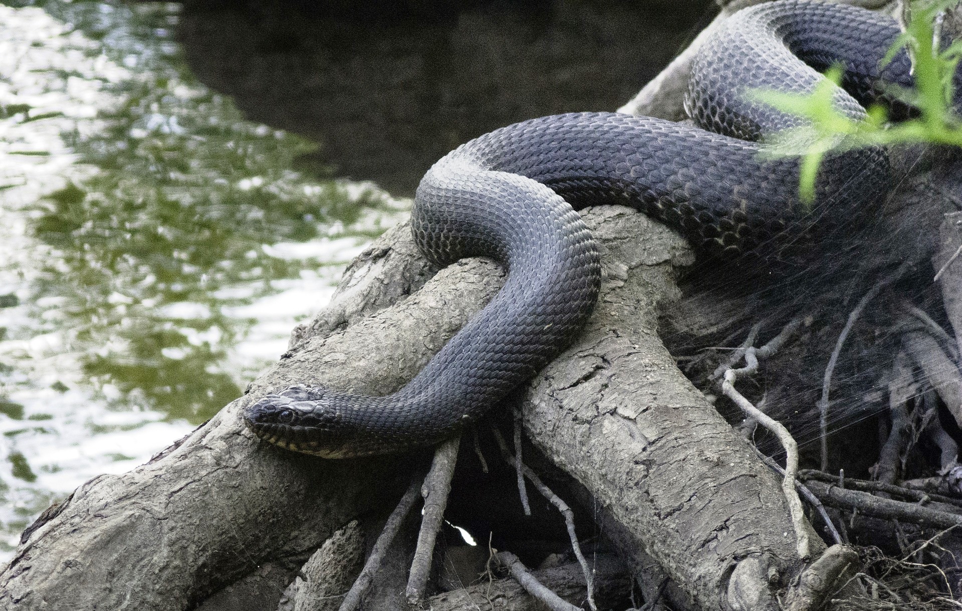 Never Trust A Snake  (episode 7)