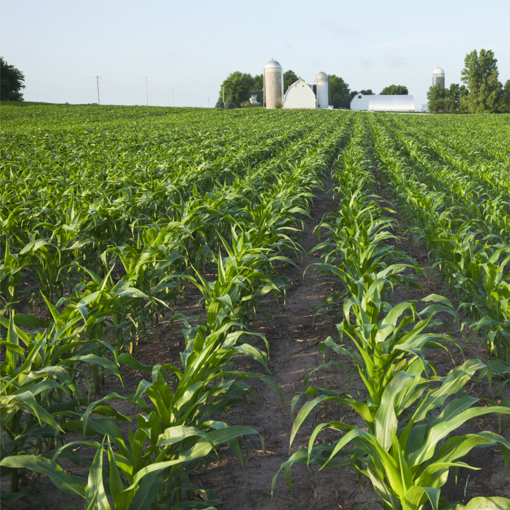 RaboResearch Agri Commodities