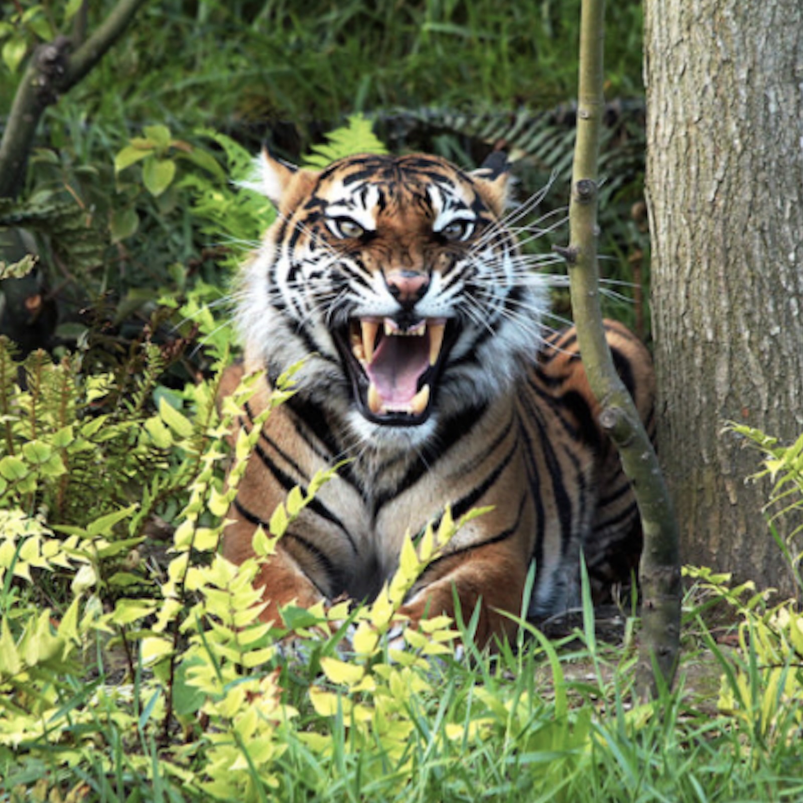 Sumatra, Part 5: Tiger on the highway episode artwork