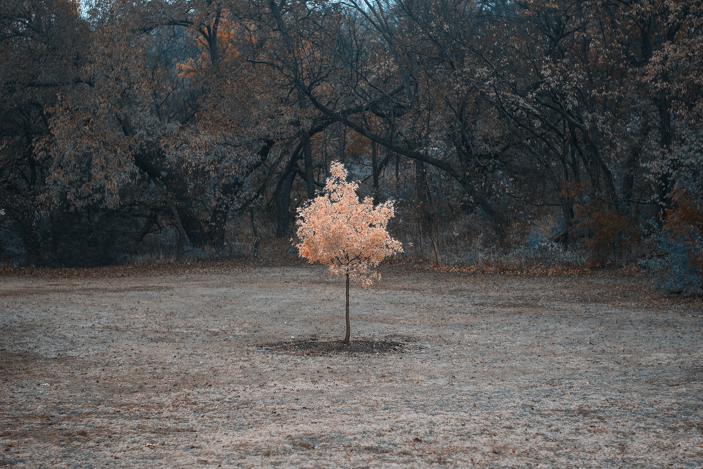 926. One Powerful Tool A Pursuant of Purpose Can Use To Overcome Discouragement