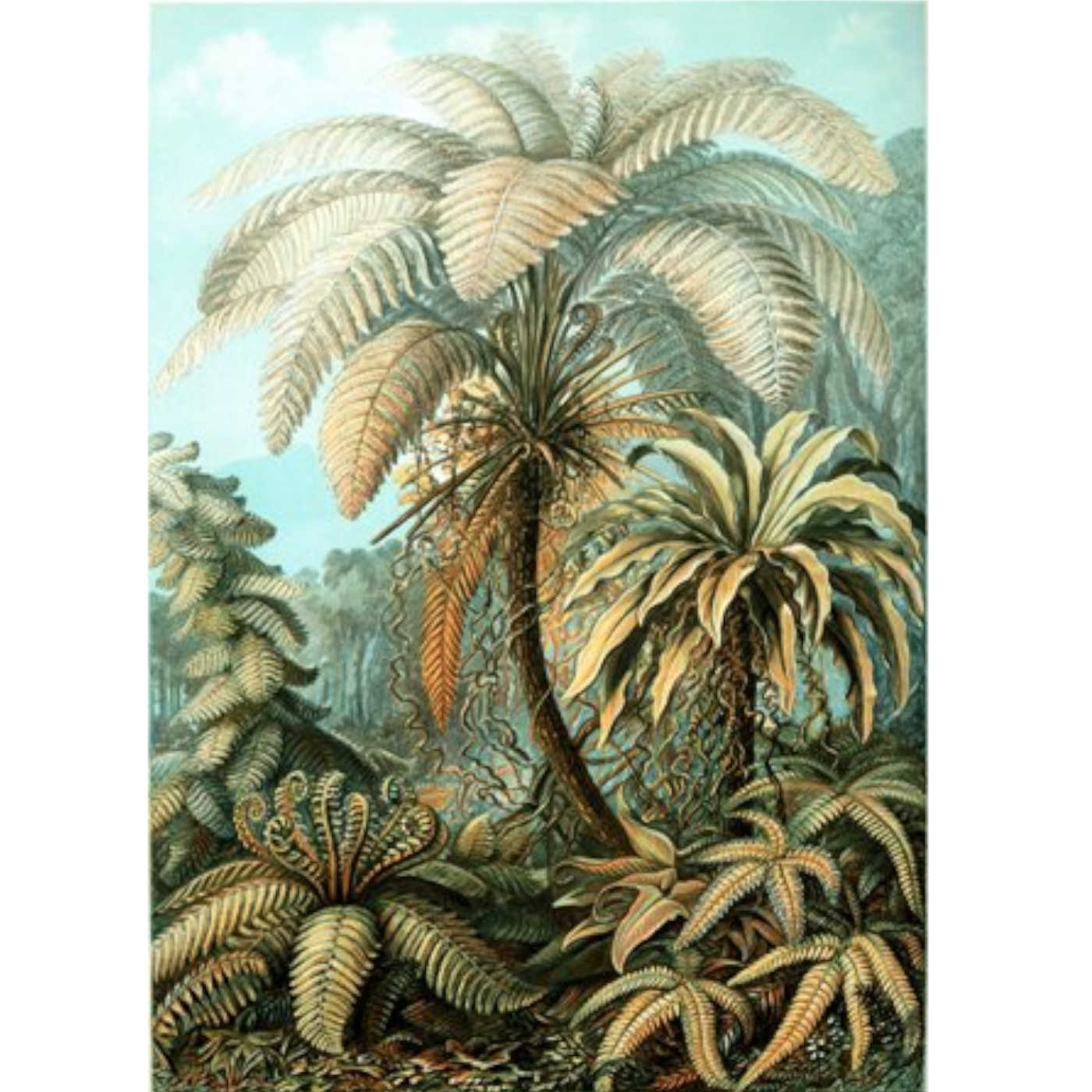 100 Foot Ferns