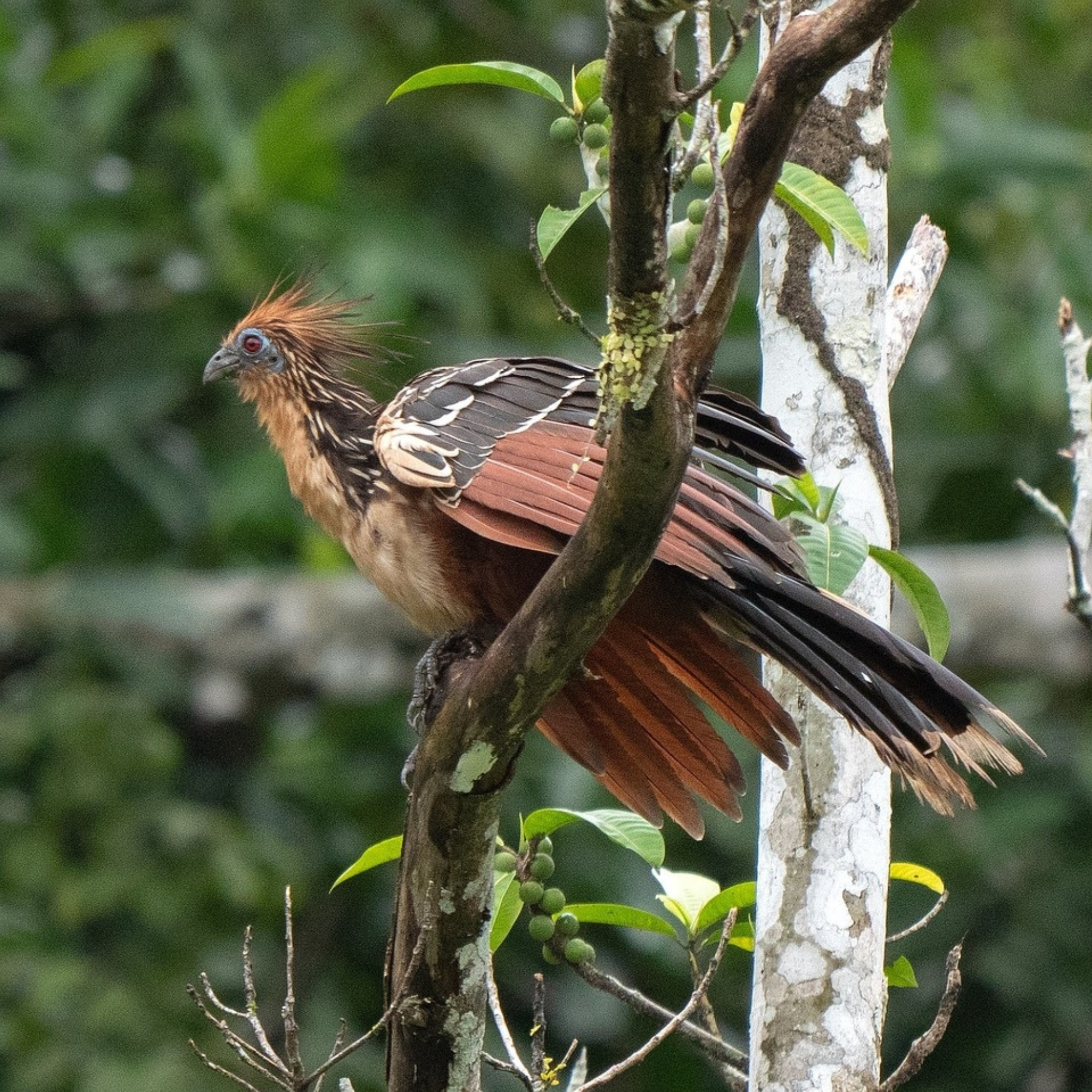 The World’s Strangest Bird