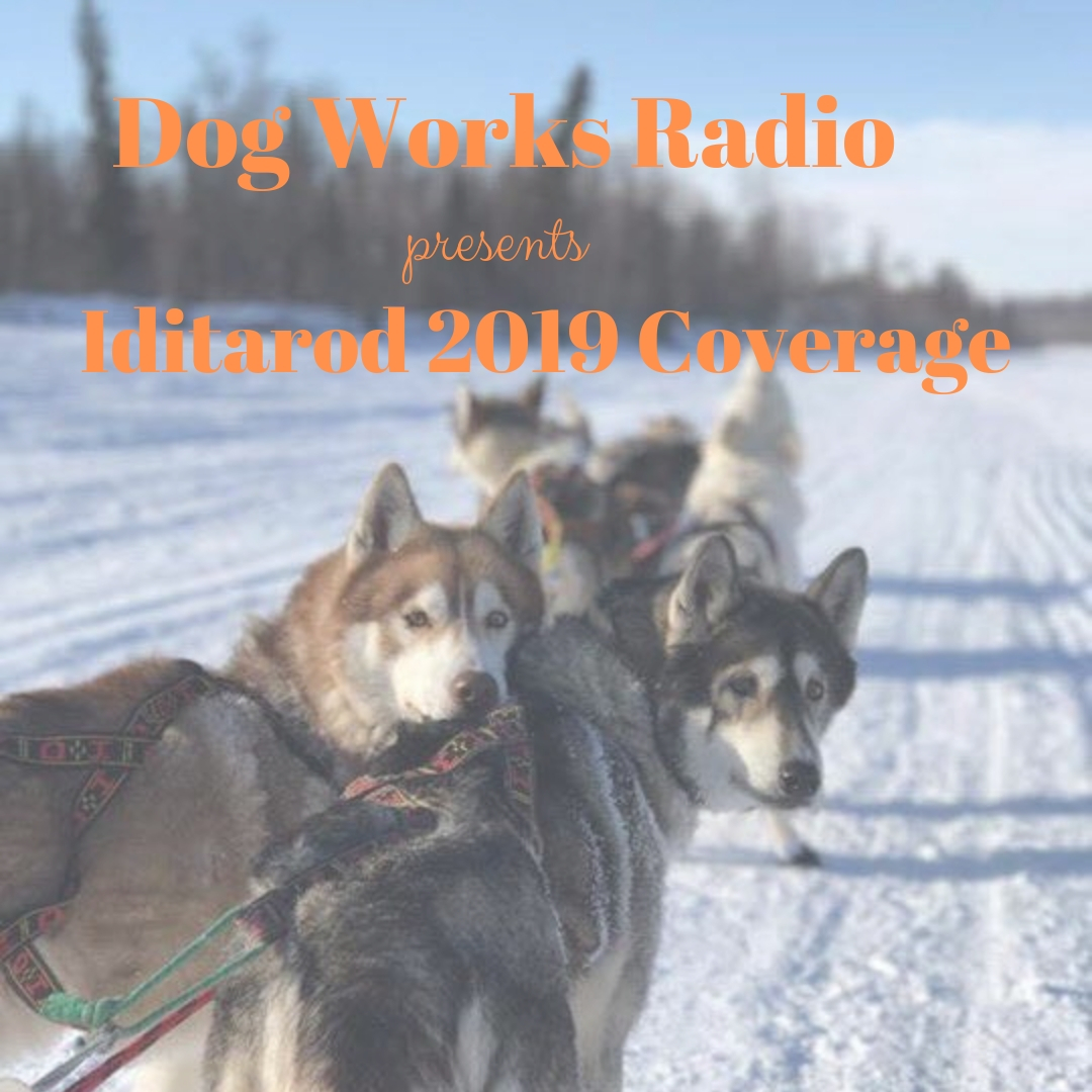 Iditarod 2019 Still on the Trail
