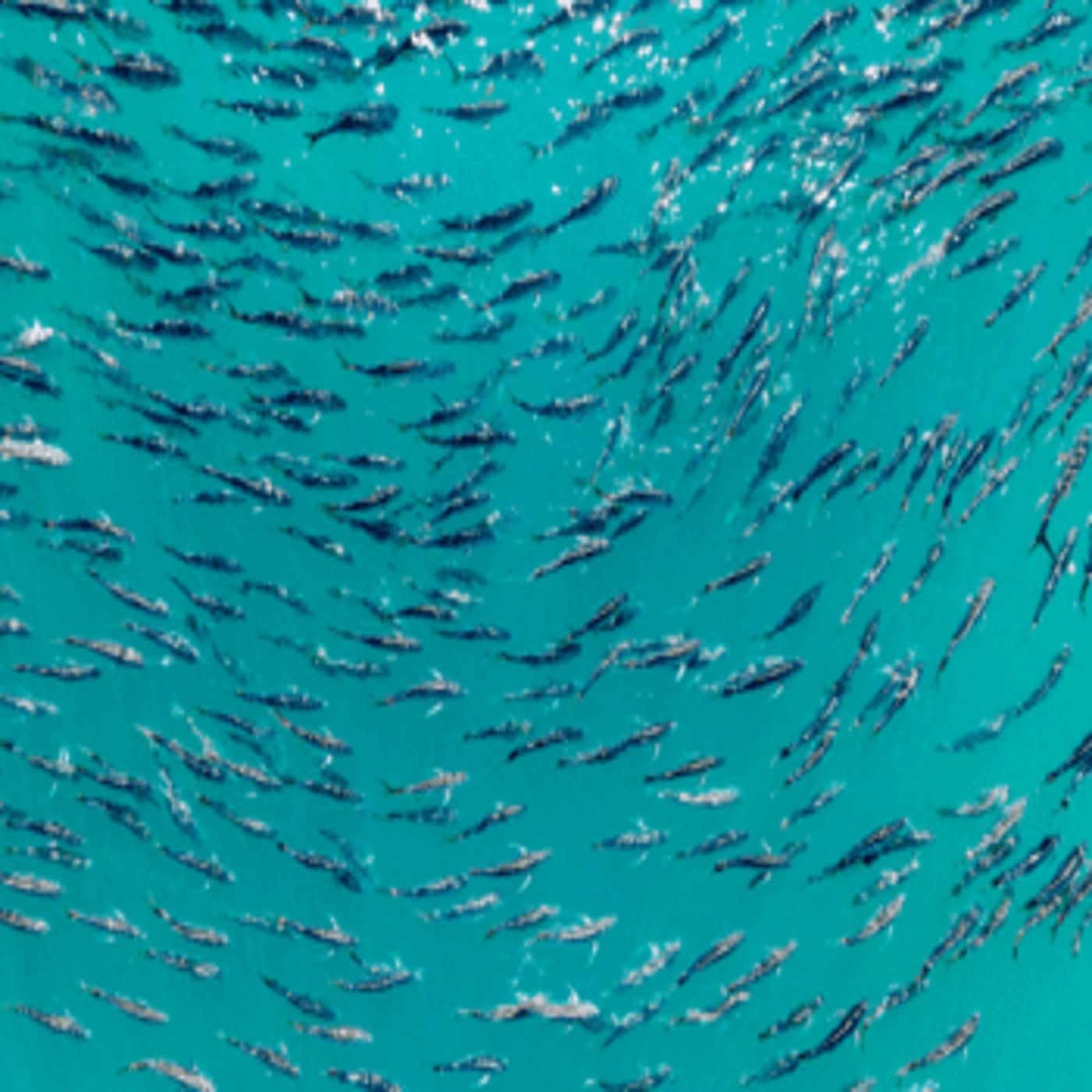 cover of episode How blue bonds seek to boost marine conservation