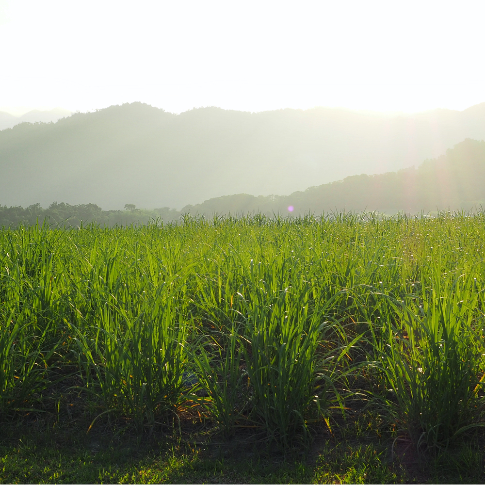 RaboResearch Agri Commodities