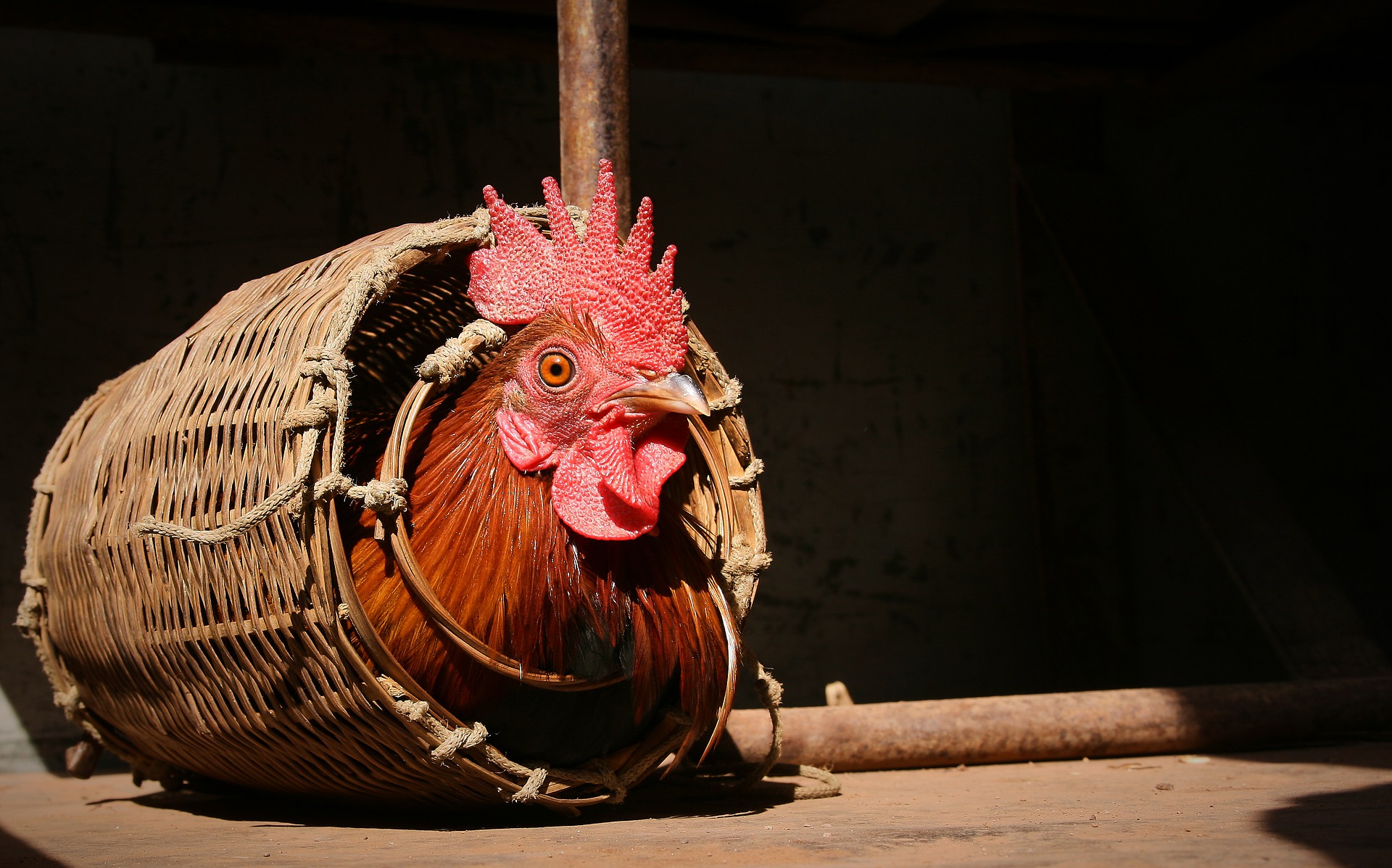 The Clever Girl - An Italian Folktale