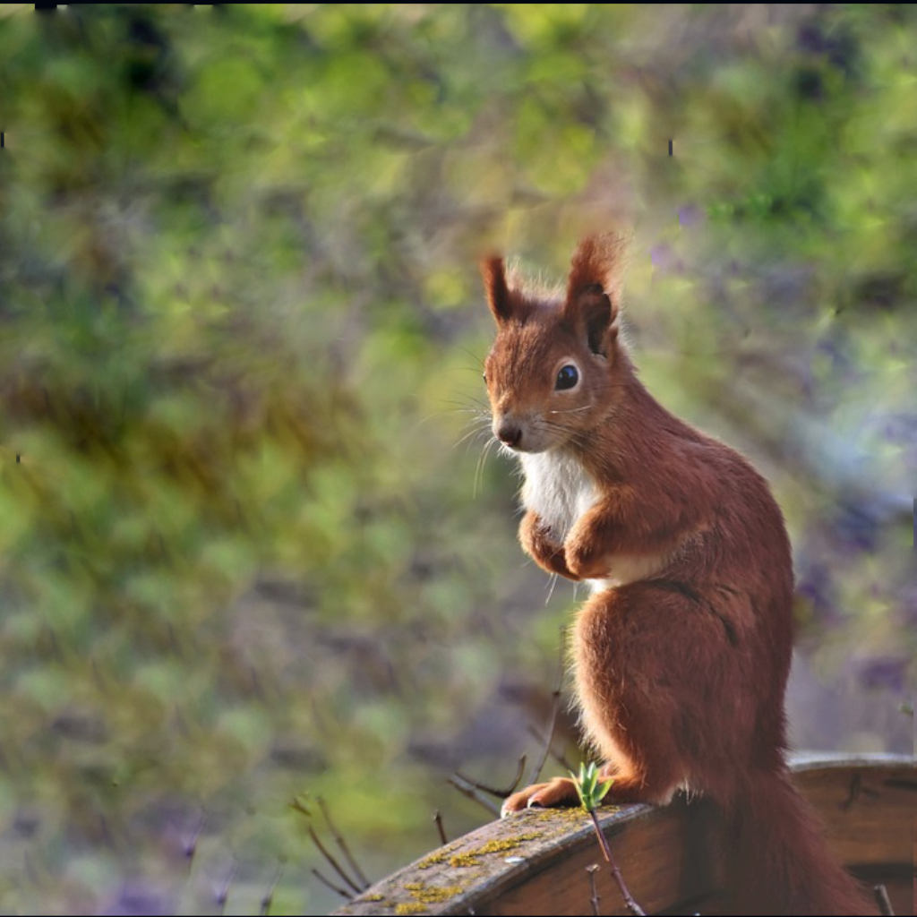 Smart Squirrels