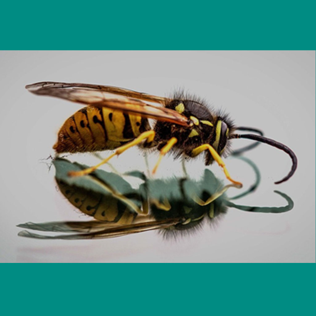 Wasps Do the Biologically Impossible