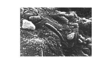 How Small Can Life Be?