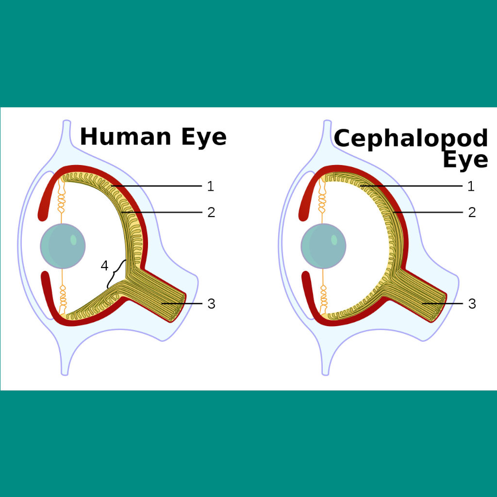 The Eye of an Octopus