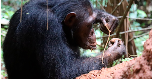 Ingeniería chimpancé. Hablamos con Alejandra Pascual Garrido