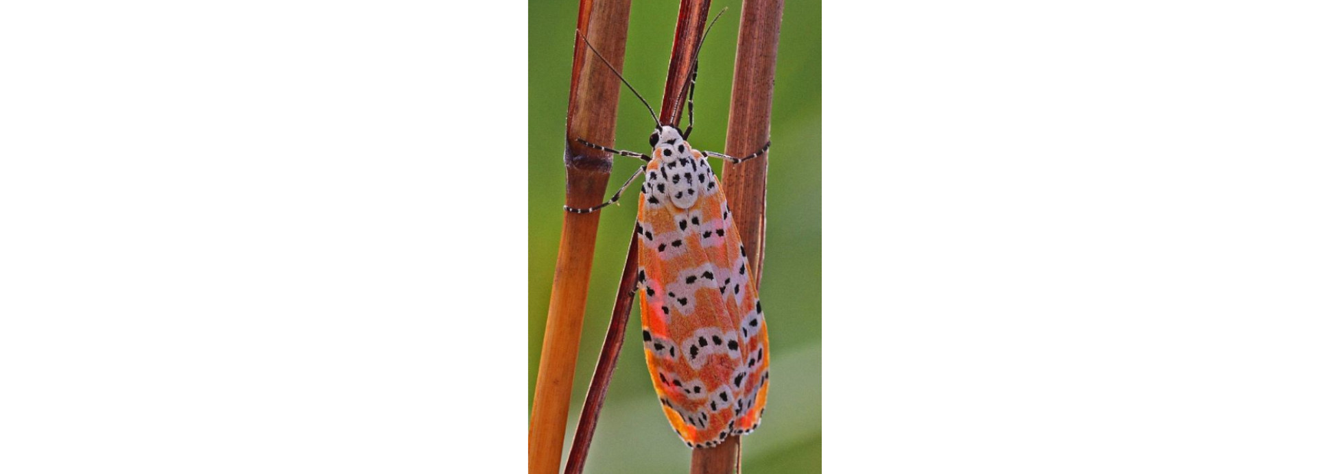 Moths Poison Eggs