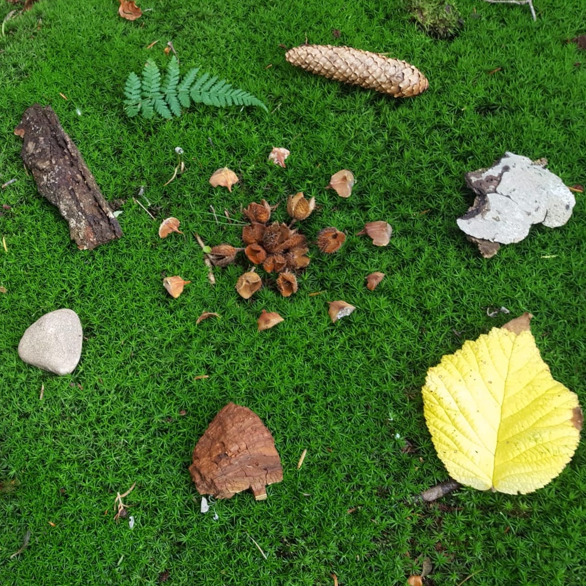 159 Entscheidungshilfe aus dem Wald