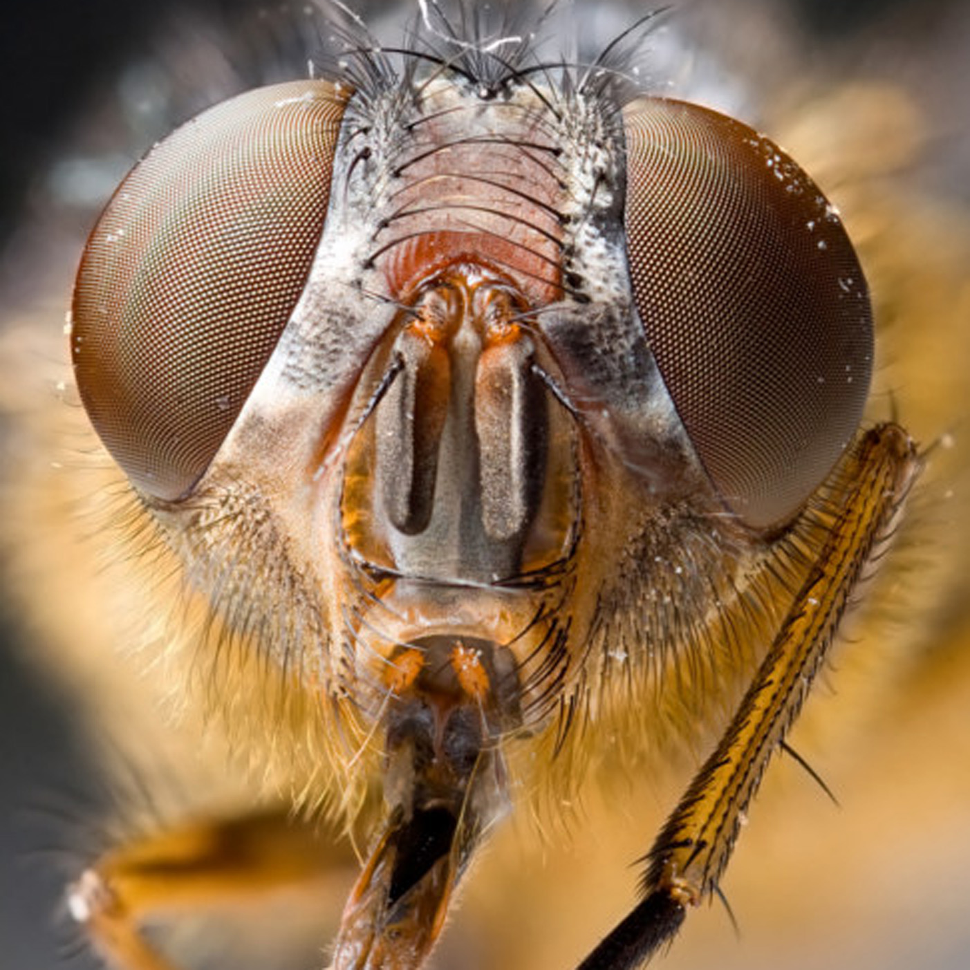 God Created Insects