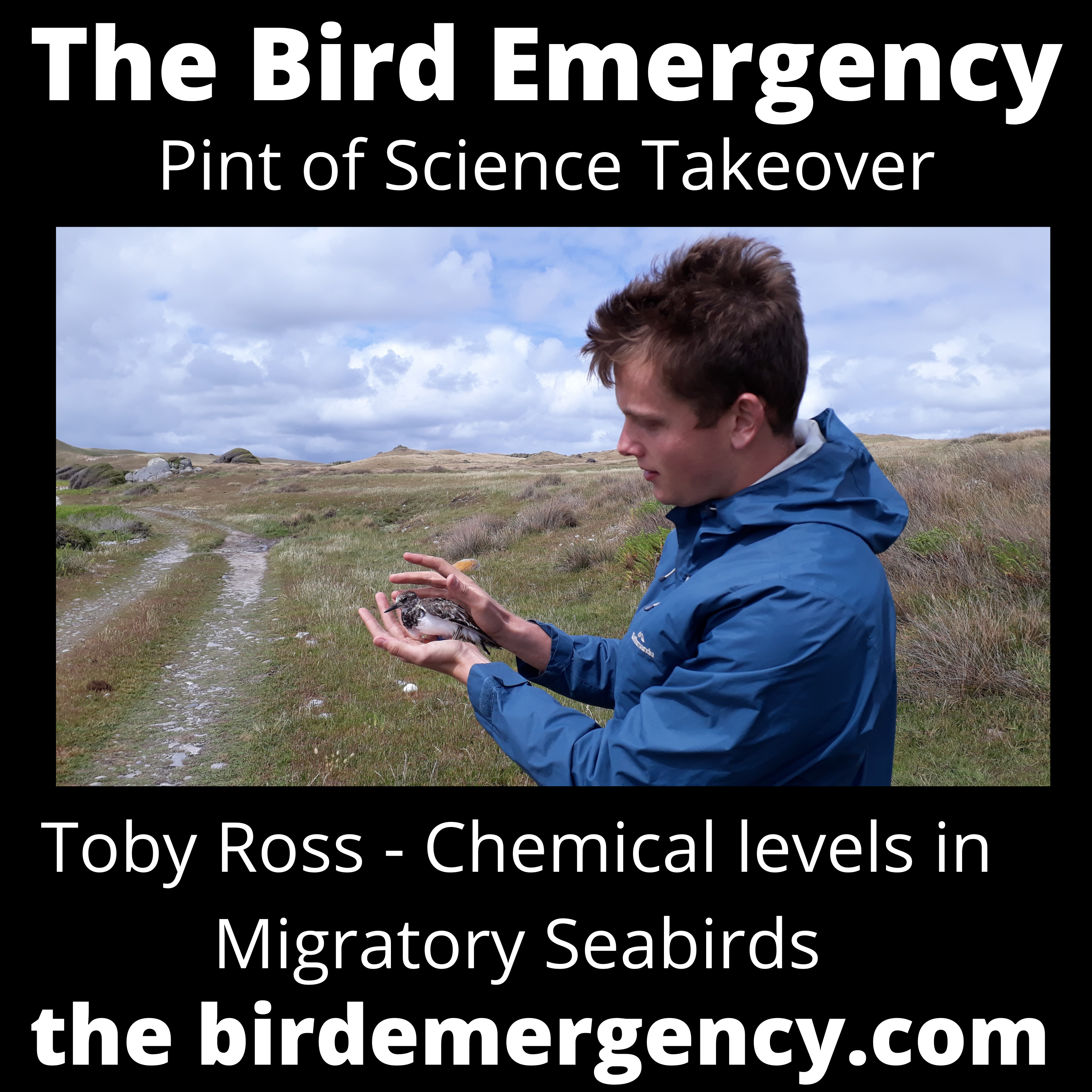 The Bird Emergency