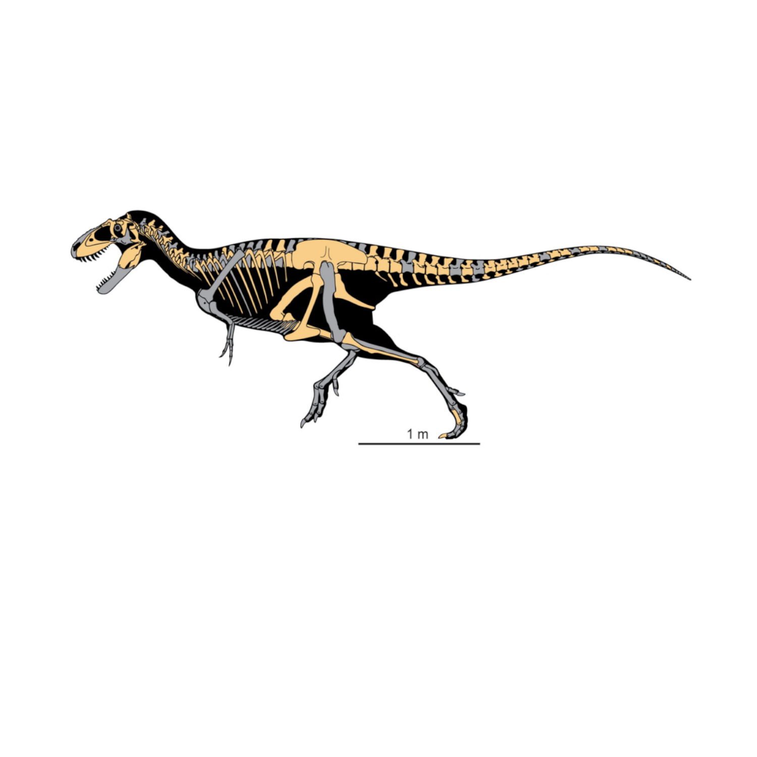 Most Complete Tyrannosaurus