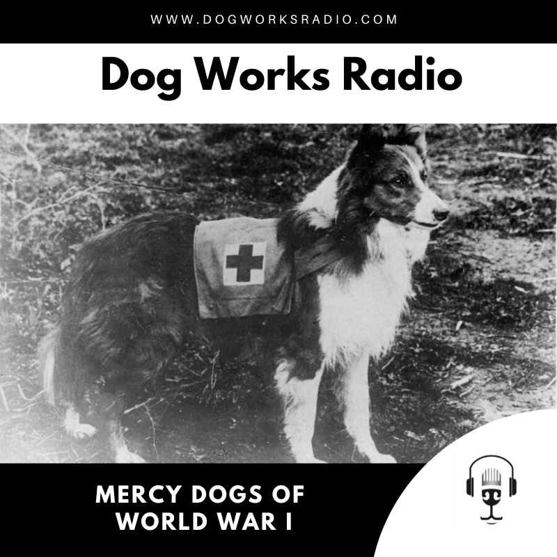 Mercy Dogs of World War I: Unsung Heroes