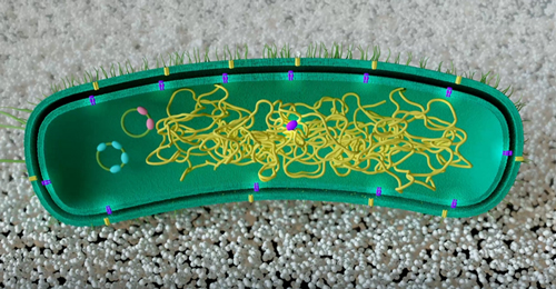 Bacterias que aprenden a comer plástico. Hablamos con Manuel Ferrer