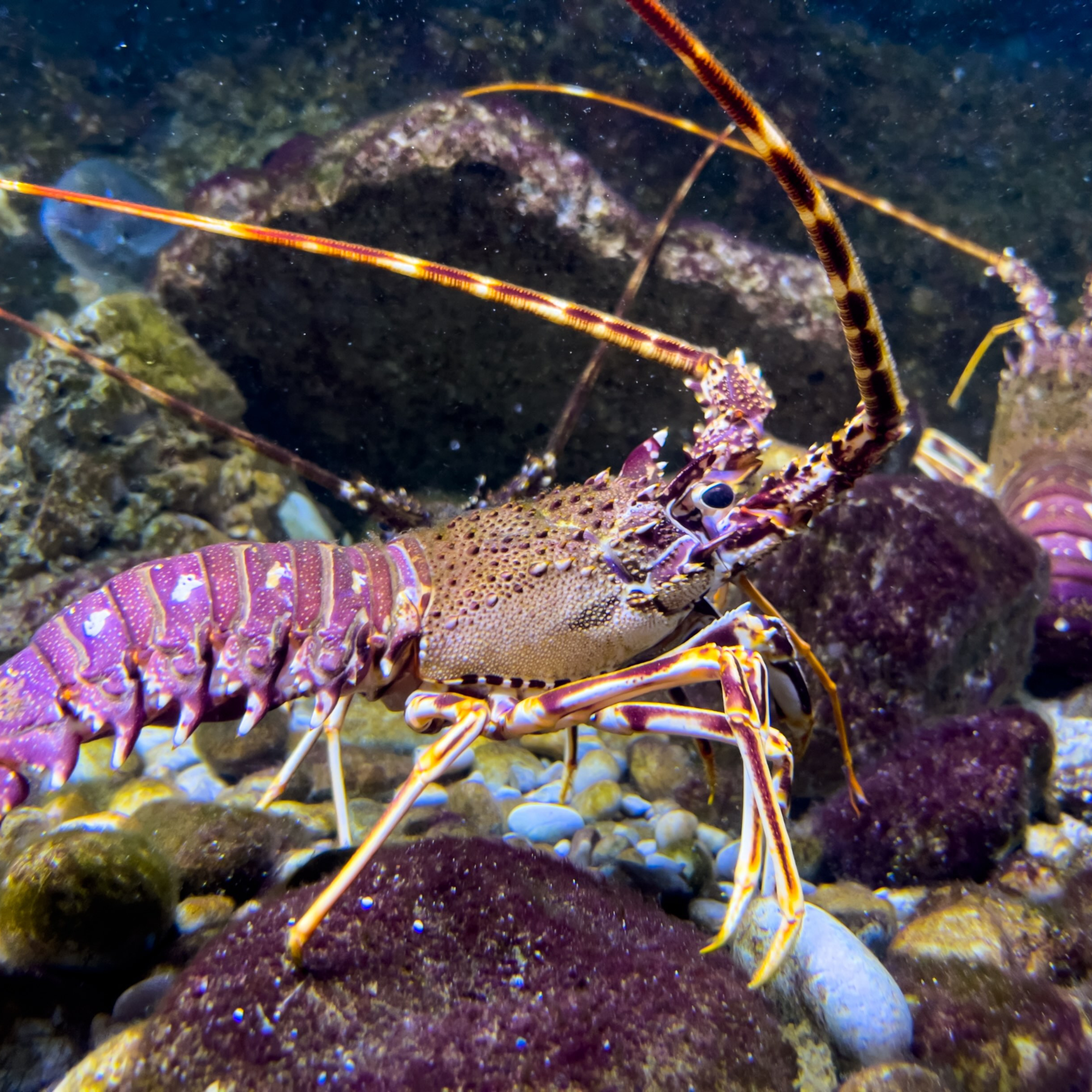 Social Life Among Lobsters