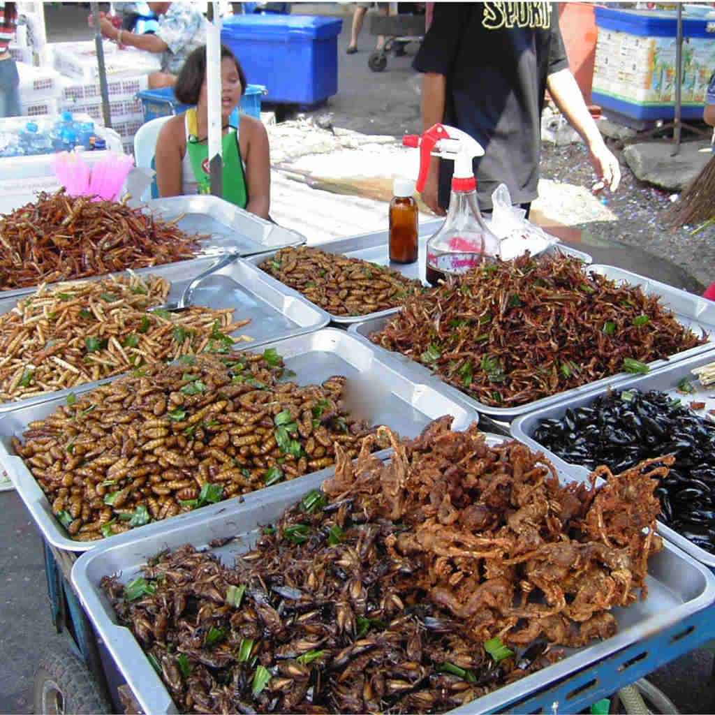 Eating Locusts