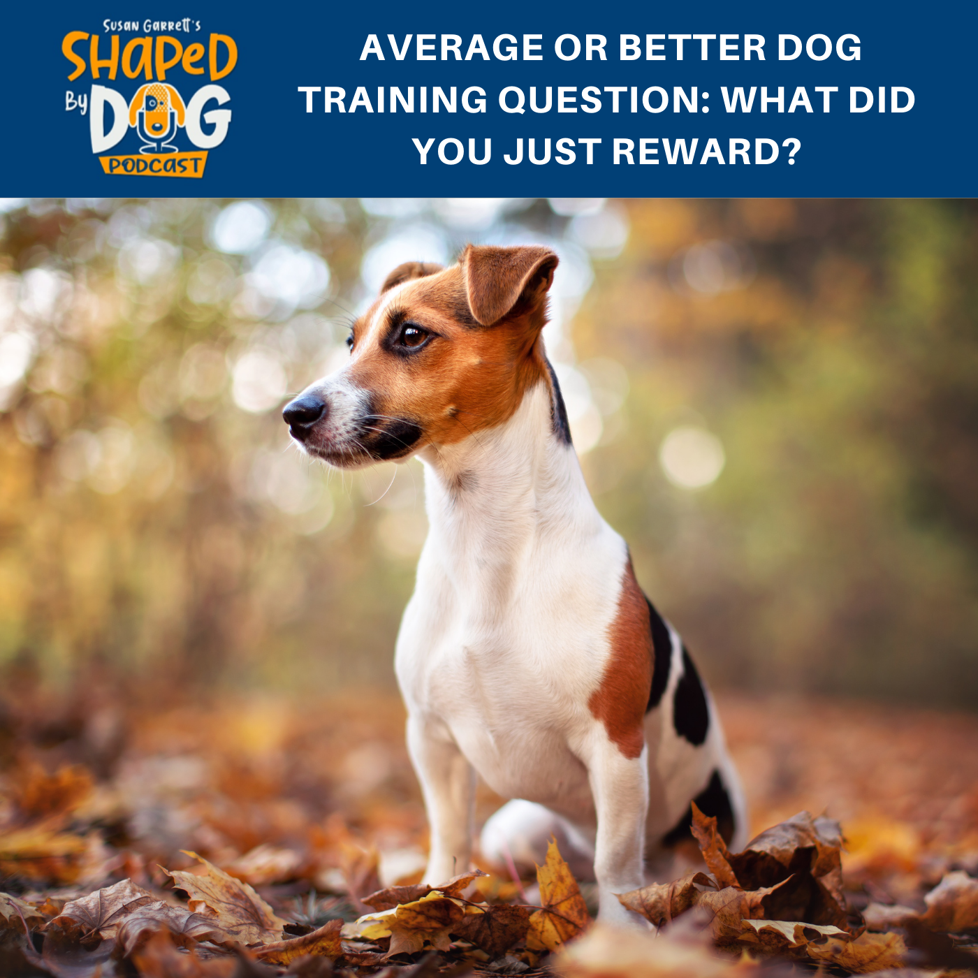Average Or Better Dog Training Question: What Did You Just Reward? #141
