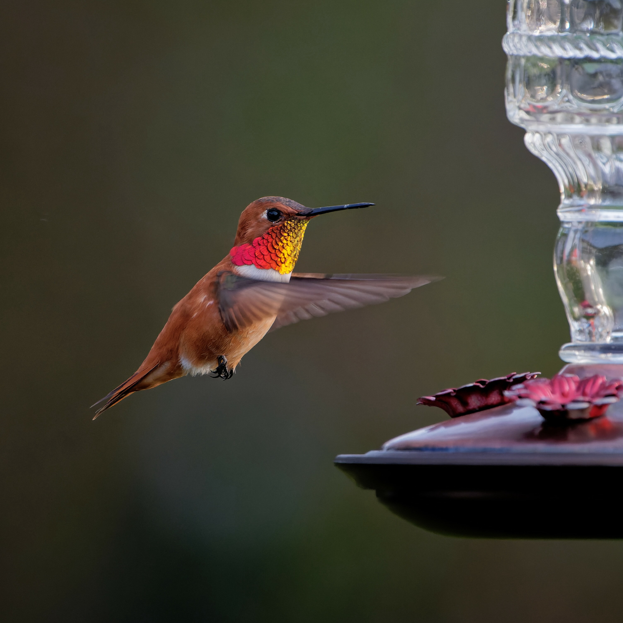 Hummingbird Wristwatches