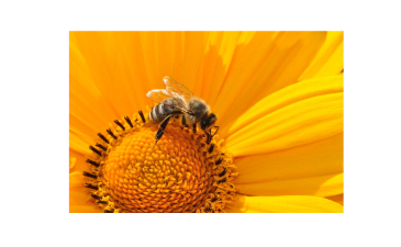 Robot Bee Communicator