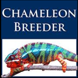 Session Twenty-One: Get To Know Bill Strand of The Chameleon Breeder Podcast