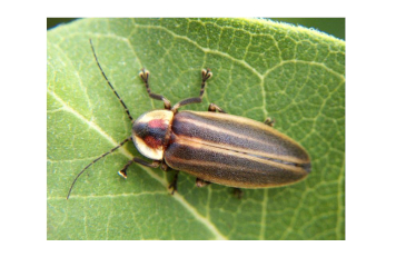 How to Speak Firefly