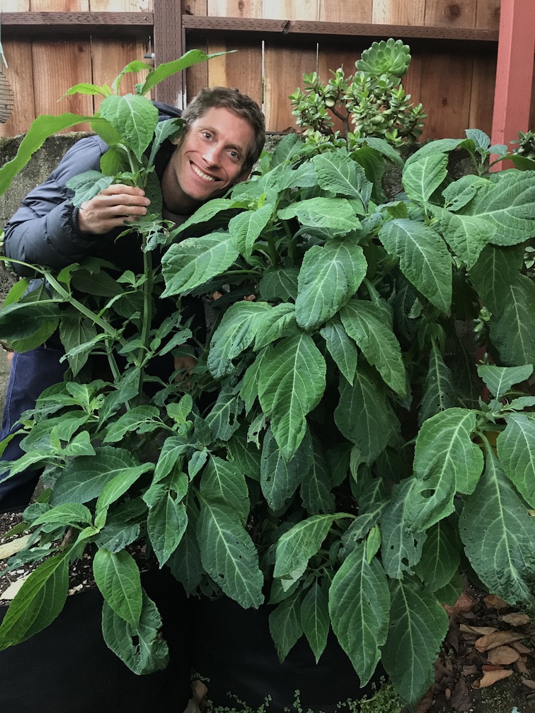 08 | A Somatic Approach to Salvia Divinorum with Christopher Solomon