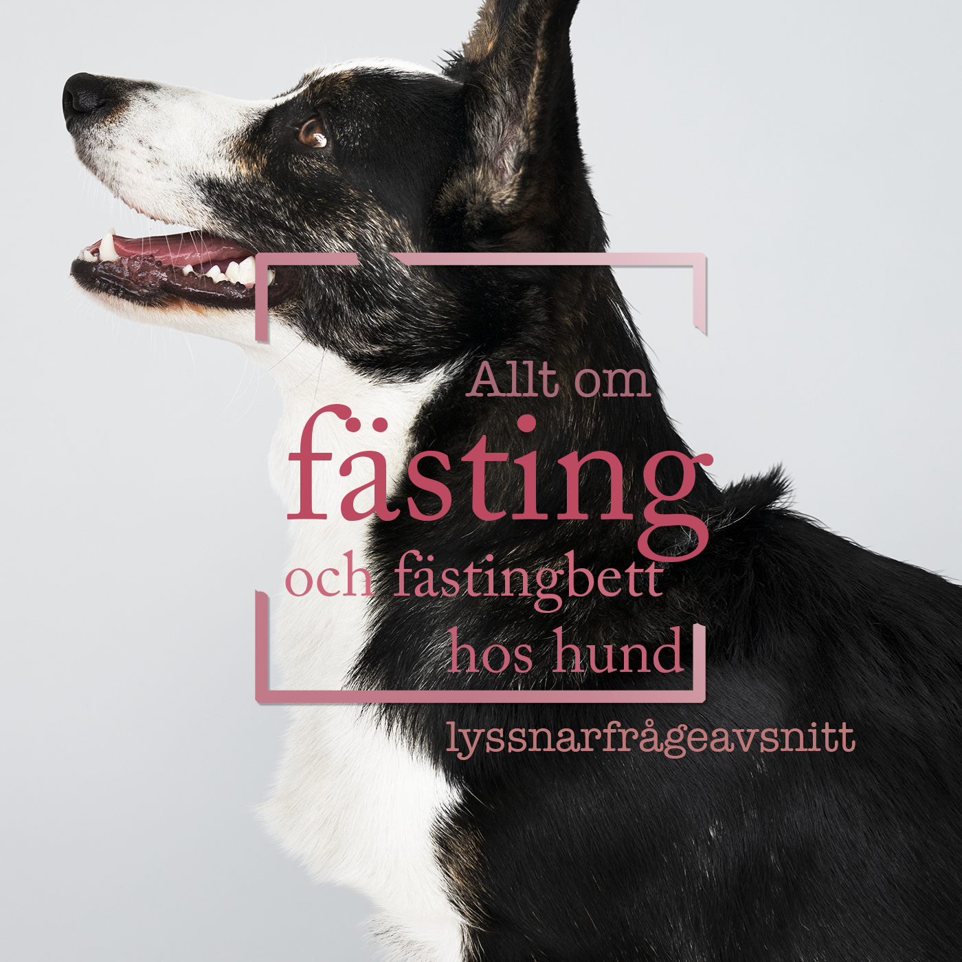 Hundpodden Vår Bästa Vän