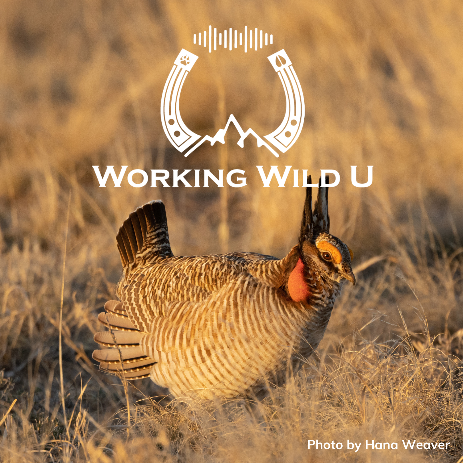 Imperiled | 05 | What do carbon and cows have to do with lesser prairie-chickens?