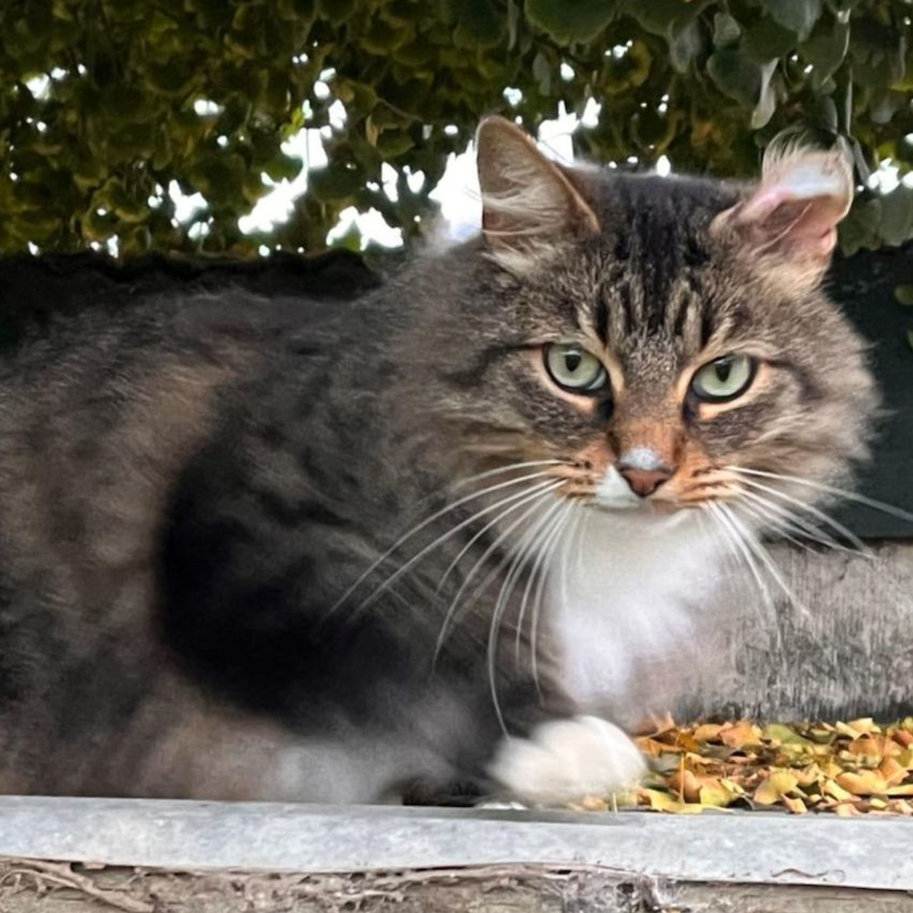 The Animal Whisperer with Suzan Vaughn: Animal Communication Stories